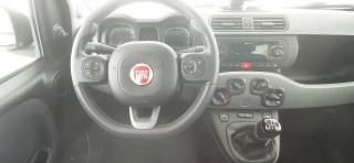 FIAT Panda usata 44