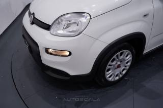 FIAT New Panda usata 24
