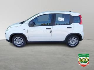 FIAT Panda usata, con Airbag Passeggero