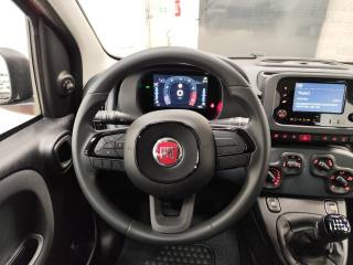 FIAT Panda usata 13