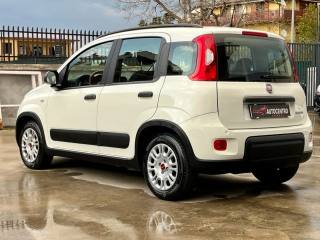 FIAT Panda usata, con Antifurto
