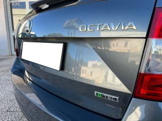 SKODA Octavia usata 7