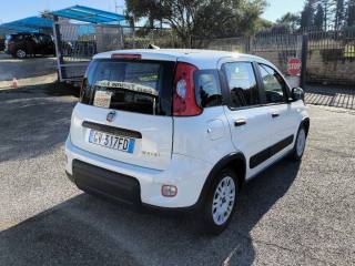 FIAT Panda usata 4