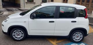 FIAT Panda usata, con Controllo trazione