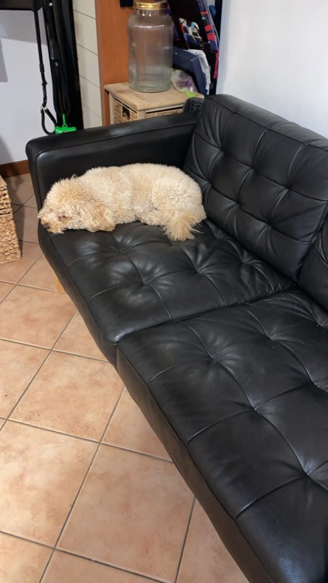 ALFA ROMEO Stelvio usata 29