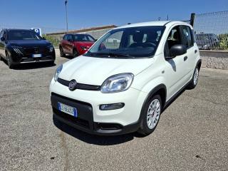 FIAT Panda usata 2