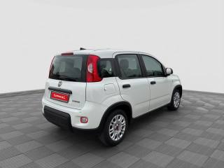 FIAT Panda usata 4