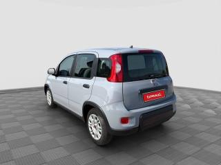 FIAT Panda usata 2