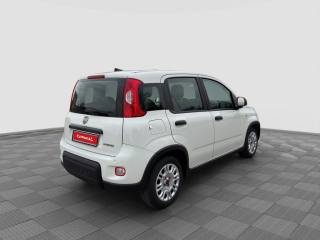 FIAT Panda usata 4