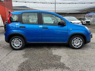 FIAT Panda usata, con Alzacristalli elettrici