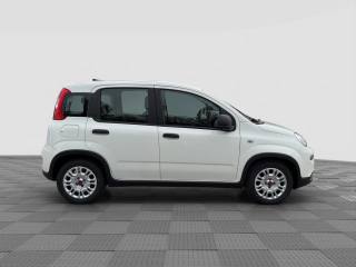 FIAT Panda usata 5