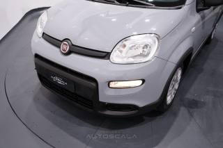 FIAT New Panda usata 23