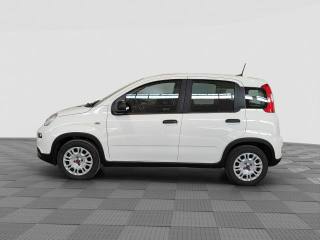 FIAT Panda usata 1
