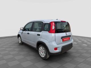 FIAT Panda usata 2