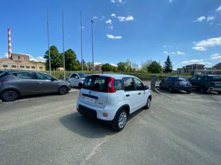 FIAT Panda usata 18