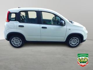 FIAT Panda usata, con Controllo trazione