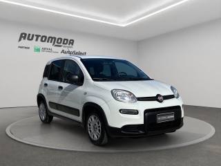 FIAT Panda usata 2