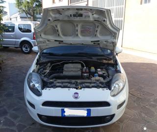 FIAT Punto usata 12