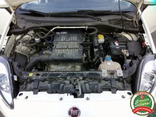 FIAT Punto usata 13