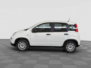 FIAT Panda usata 1
