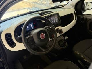 FIAT Panda Cross usata, con Airbag testa