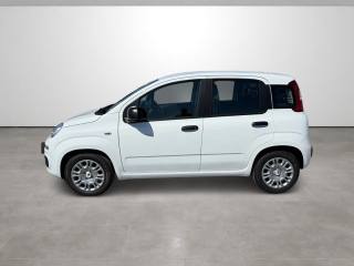 FIAT Pandina usata, con Climatizzatore