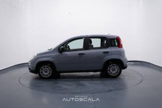FIAT New Panda usata, con Controllo trazione
