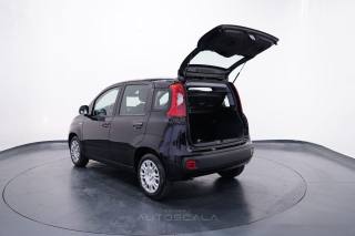FIAT New Panda usata 26
