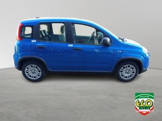 FIAT Panda usata, con Controllo trazione