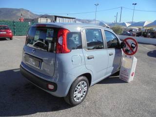 FIAT Panda usata 13